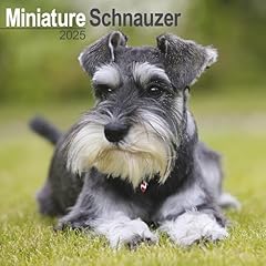 Schnauzer miniature calendar for sale  Delivered anywhere in USA 