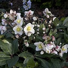 Hellebore plants. hgc for sale  Delivered anywhere in Ireland