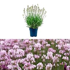 Lavender angustifolia rosea for sale  Delivered anywhere in UK