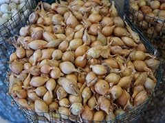 Patate semina formato usato  Spedito ovunque in Italia 