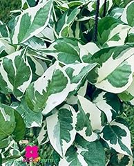Plante pothos aureus d'occasion  Livré partout en France