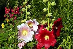 Hollyhock 9cm pot for sale  Delivered anywhere in Ireland
