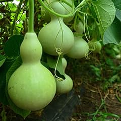 Birdhouse gourd seeds for sale  Delivered anywhere in USA 