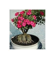 Pcs adenium arabic for sale  Delivered anywhere in UK