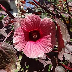 Cranberry hibiscus seeds for sale  Delivered anywhere in USA 