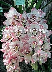 Graines plantes cymbidium d'occasion  Livré partout en France