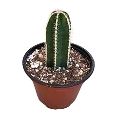 Mexican fencepost cactus for sale  Delivered anywhere in USA 