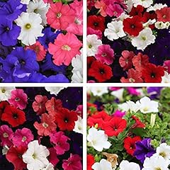 Petunia express mixed for sale  Delivered anywhere in UK
