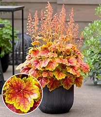Baldur garten heuchera gebraucht kaufen  Wird an jeden Ort in Deutschland