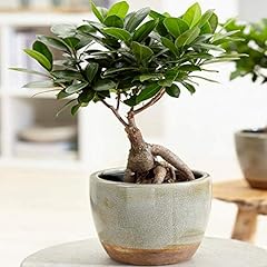 Gardenersdream ficus ginseng for sale  Delivered anywhere in UK