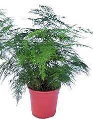 Asparagus fern plant for sale  Delivered anywhere in Ireland