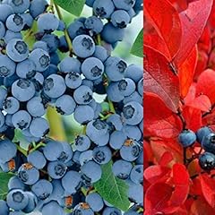 Blueberry bush blue for sale  Delivered anywhere in UK