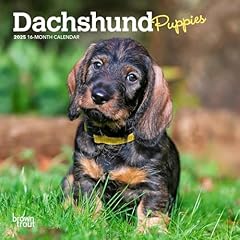 Dachshund puppies 2025 for sale  Delivered anywhere in USA 