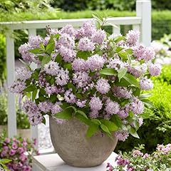 Yougarden deutzia raspberry for sale  Delivered anywhere in UK