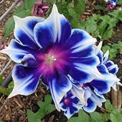 Kviter 100 blue for sale  Delivered anywhere in USA 