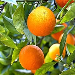 Garden mandarin citrus for sale  Delivered anywhere in UK