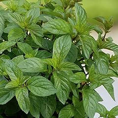 Mint plug plants. for sale  Delivered anywhere in UK