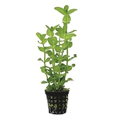 Potted live aquarium for sale  Delivered anywhere in USA 