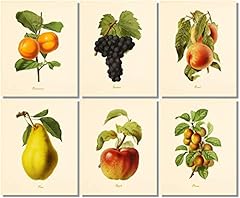 Vintage fruit art for sale  Delivered anywhere in USA 