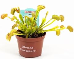 Powers flowers dionaea usato  Spedito ovunque in Italia 