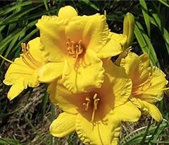 Stella oro daylily for sale  Delivered anywhere in USA 