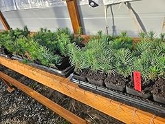 Live lodgepole shore for sale  Delivered anywhere in USA 