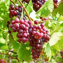 Seed grape vine for sale  Delivered anywhere in USA 