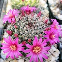 Planet desert mammillaria for sale  Delivered anywhere in USA 