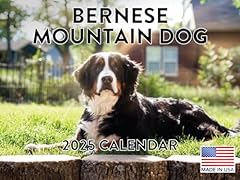 Bernese mountain dog for sale  Delivered anywhere in USA 