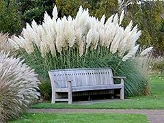 Giant white pampas for sale  Delivered anywhere in USA 