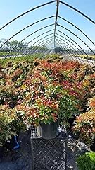 Green promise farms for sale  Delivered anywhere in USA 