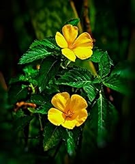 Posterazzi yellow alder for sale  Delivered anywhere in USA 
