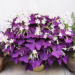 Bulbs purple shamrocks for sale  Delivered anywhere in USA 