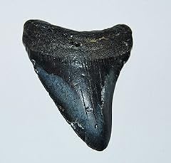 Megalodon tooth fossil for sale  Delivered anywhere in USA 