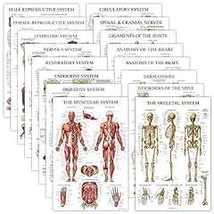 Pack anatomical posters for sale  Delivered anywhere in USA 