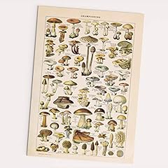 Follygraph poster champignons d'occasion  Livré partout en France