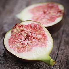 Fruit fig brown for sale  Delivered anywhere in Ireland