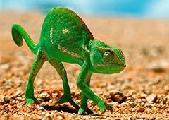 Authentic collection reptiles for sale  Delivered anywhere in USA 