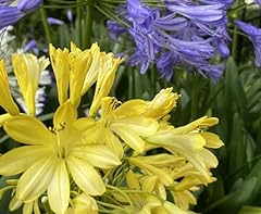 New yellow agapanthus for sale  Delivered anywhere in Ireland
