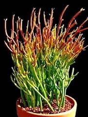 Pencil cactus firesticks for sale  Delivered anywhere in USA 