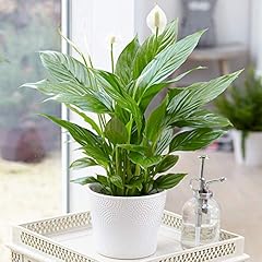 Spathiphyllum peace lily for sale  Delivered anywhere in UK