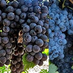 Vitis grape black for sale  Delivered anywhere in UK