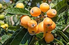 Loquat nisperos eriobotrya for sale  Delivered anywhere in USA 
