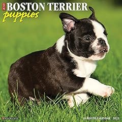 Boston terrier puppies for sale  Delivered anywhere in UK