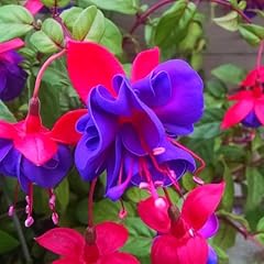 Fuchsia plants live for sale  Delivered anywhere in USA 