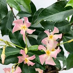 Trachelospermum pink shower usato  Spedito ovunque in Italia 