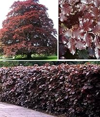 Copper beech purple for sale  Delivered anywhere in UK