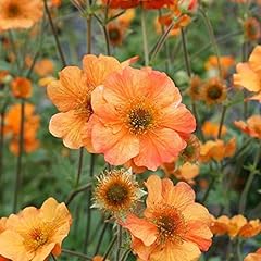 Geum totally tangerine for sale  Delivered anywhere in UK