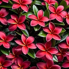 Frangipani red plumeria for sale  Delivered anywhere in USA 