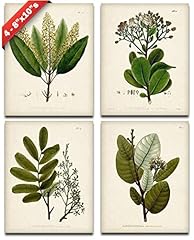 Botanical wall art for sale  Delivered anywhere in USA 